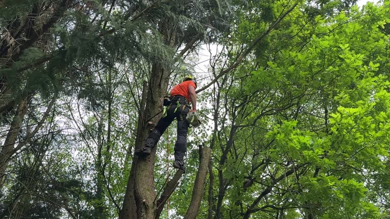 Fort Polk North, LA Tree Care Services Company